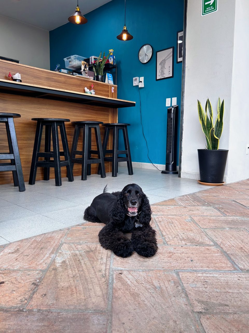 Volta, the restaurant's dog, lying inside the shop